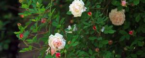 蔷薇花扦插技术和时间
