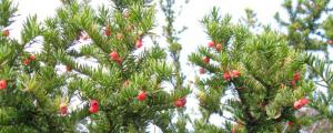 红豆杉是珍稀植物吗
