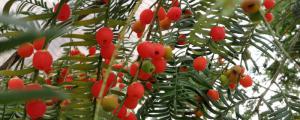 红豆杉的种植方法