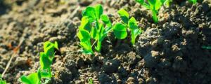 土壤过酸对植物的影响