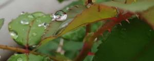 月季长绿色蚜虫怎么办