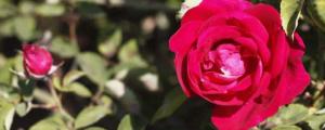滇红玫瑰一年开几次花