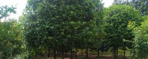 3米多高的桂花樹如何短截