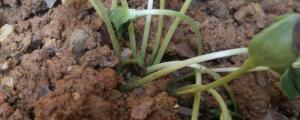 西瓜种子可以直接种在地里吗