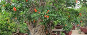 盆栽石榴树的养殖方法和注意事项