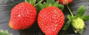 红颜草莓品种介绍