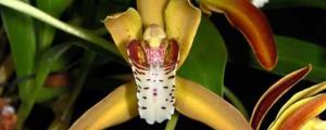 斑舌兰的繁殖方式