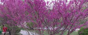 紫荊樹和紫荊花的區別