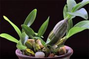 石斛蘭的常見種類有哪些，常見10種最美品種