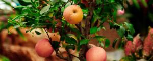 苹果树怎样栽种