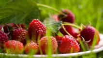 树莓的种植方法
