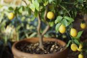 柠檬树冬天掉叶子吗，属常绿植物冬季不会落叶