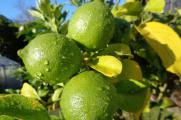 北方盆栽柠檬的养殖，维持酸性环境并疏花疏蕾