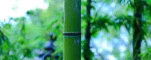 竹子怎么修剪