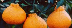 丑橘种植技术