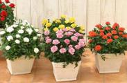 蔷薇花盆栽如何养，注意九个要点养出美丽的蔷薇花