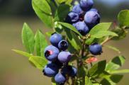 蓝莓怎么吃，七种吃法随便挑(可做蓝莓酱/蓝莓酒)