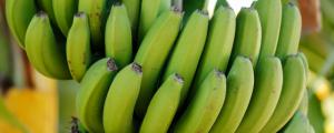 买的香蕉可以种盆栽吗