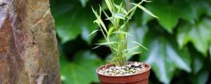姬翠竹的养殖方法和注意事项