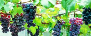 新手如何种植葡萄