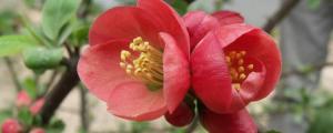 红宝石海棠花的养殖方法和注意事项