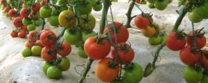 西红柿籽怎么种