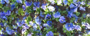 藍蝴蝶花的養殖方法