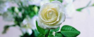 白玫瑰的寓意是什么意思