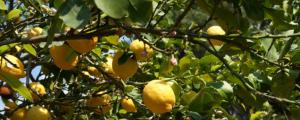 柠檬种子种植方法