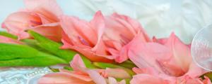 粉色剑兰的花语和寓意