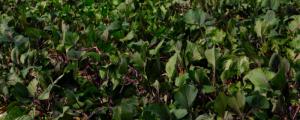 紅菜苔移栽多久可以收獲