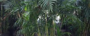 夏威夷竹子的养殖方法和注意事项