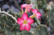 沙漠玫瑰的繁殖方法，4种繁殖方法养殖出美丽的沙漠玫瑰