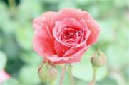 玫瑰花的冬季养护，4个要点使玫瑰花安全过冬