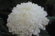 白色菊花花语是什么，白色菊花代表什么意思(哀悼/怀念)