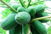 青木瓜怎么吃，青木瓜最有营养的八种吃法