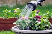 浇花的水为什么要晒，可去除氯气降低对花卉伤害
