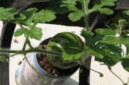 西瓜子怎么种盆栽，4个步骤盆栽种植西瓜