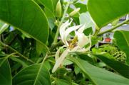 白兰花可以种在庭院吗，会破坏风水不可栽植