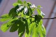 七葉樹的繁殖方法，種子浸泡催芽播種繁殖