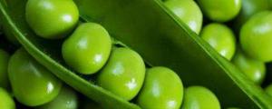 豌豆是什么植物