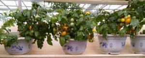 盆栽小番茄的种植方法