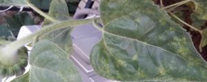 秋葵葉子背麵白色透明的是什麼