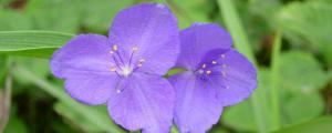 紫露草怎麼繁殖