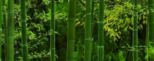 怎么能把竹子连根杀死