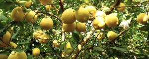 柠檬盆栽的养殖方法和注意事项