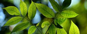 叶的蒸腾作用对植物的生存有什么意义