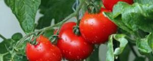 西红柿挂果后怎么管理