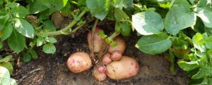 土豆几月份种合适