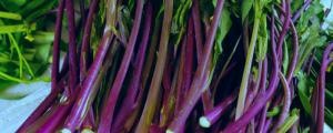 紅油菜苔種植時間和方法